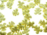 Yellow teddy bear buttons on a white background